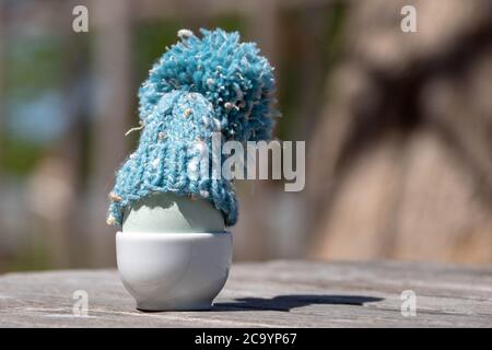 a blue egg wearing a woolly hat to keep warm Stock Photo