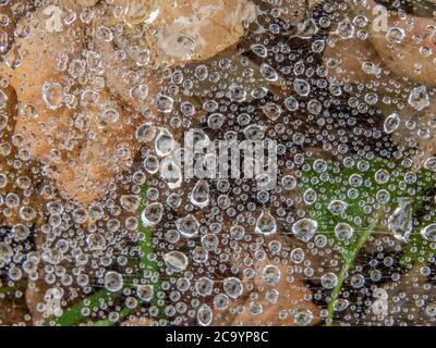 raindrops caught on a spider's web Stock Photo