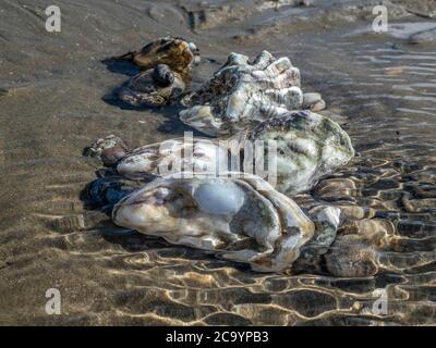 oyster shells on the beach Stock Photo