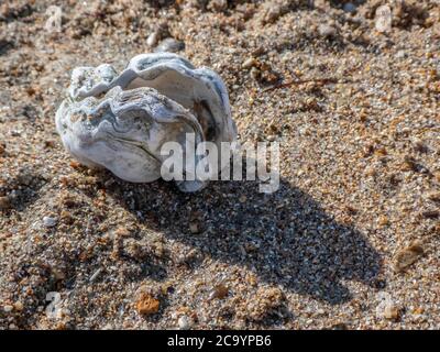 oyster shell on the beach Stock Photo