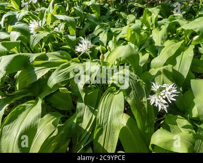 wild garlic on a spring day Stock Photo