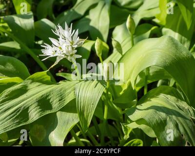 wild garlic on a spring day Stock Photo
