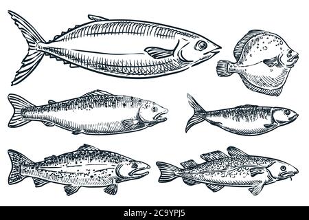 Sea fishes set, isolated on white background. Hand drawn sketch vector illustration. Seafood market food design elements. Doodle drawing of salmon, tr Stock Vector