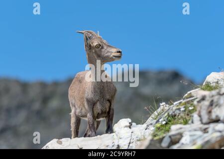 Amazing portrait of Alpine ibex female with blue sky on background (Capra ibex) Stock Photo