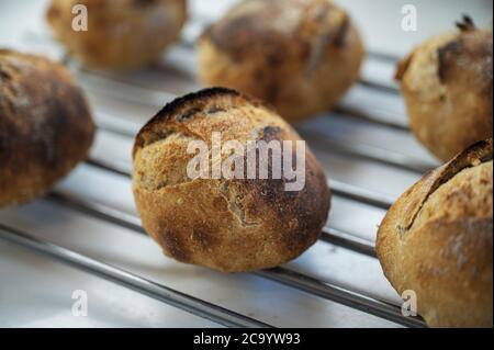 Freshly baked homemade sourdough bread buns cooling on a rake. Stock Photo