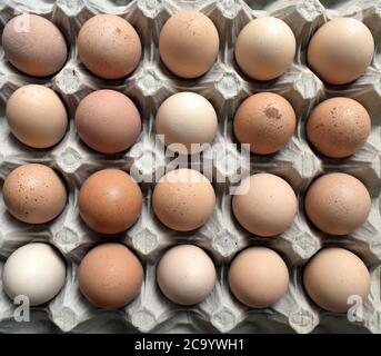 Twenty Fresh Freerange Farm eggs rest in rows on an egg carton tray under natural day light. Stock Photo