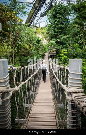 A visitor walking across a rope bridge inside the rainforest Biome at the Eden project complex in Cornwall. Stock Photo