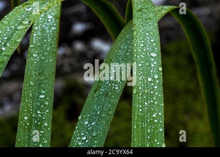Beads of water on the leaves of an Iris plant. Stock Photo