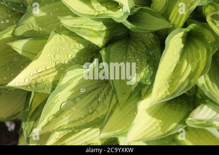 Rain drops on Hosta Plant Scotland, Ayrshire, July 2020 Stock Photo