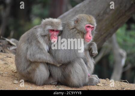 Two beautiful Japanese Macaque snow moneys are seen cuddling in their natural habitat near Kyoto Japan