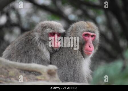Two Japanese Macaque Snow Monkeys are seen cuddling together at the Arashiyama Monkey Park Iwatayama in Kyoto, Japan
