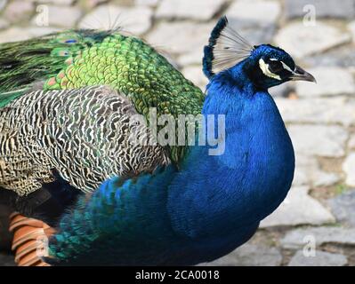 Close up of stunning blue peacock on a cobbled street Stock Photo