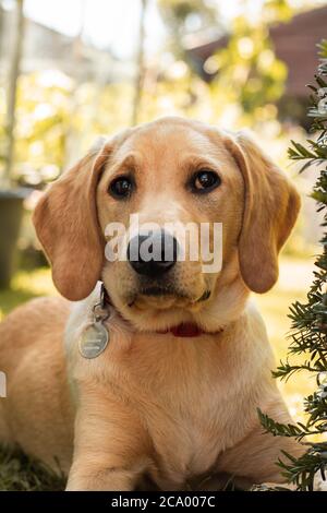 Labrador puppy sitting down Stock Photo