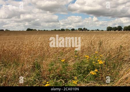 Wheat field ready for harvest with wildflowers in foreground Stock Photo