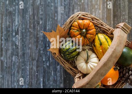 Top view of wicker basket with pumpkins on blue background Stock Photo