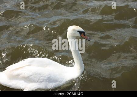 White swan, Cynus olor, swimming in river, England Stock Photo