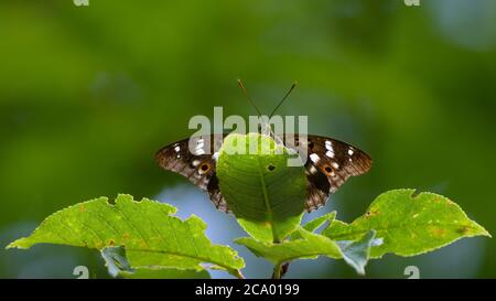 Lesser Purple Emperor (Apatura ilia), photographed at Lillsved, Uppland Sweden. Stock Photo