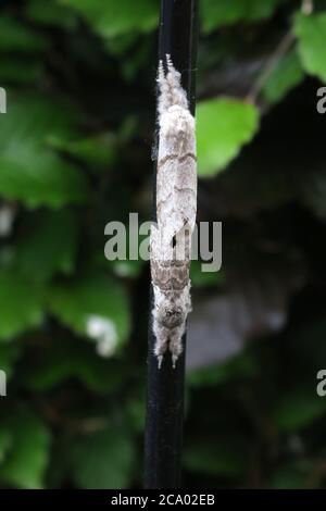 Pale Tussock Moth mating (Female above Stock Photo - Alamy