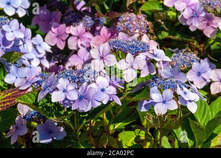 Lacecap hydrangea flowers. Stock Photo