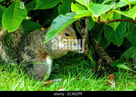 Grey squirrel eating. Stock Photo