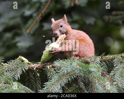 Squirrels eat a fruit on tree Stock Photo - Alamy