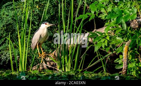 Night heron sitting on the branch on a lake Stock Photo