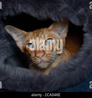 oriental shorthaired ginger cat Stock Photo