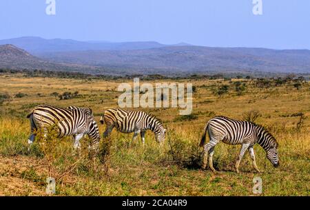 Three zebras grazing at savannah grass land at Kruger National Park, South Africa Stock Photo