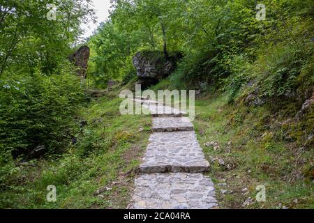 Walking path in the forest on a sunny summer day in Zlatibor, Serbia. The footpath passes through dense forest Stock Photo
