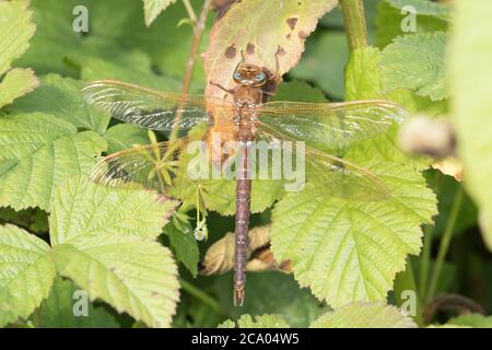 Female Common Hawker dragonfly rests in the foliage at High Batts Nature Reserve, near Ripon, North Yorkshire Stock Photo