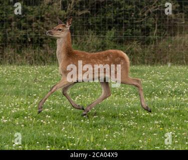 red deer calf Stock Photo