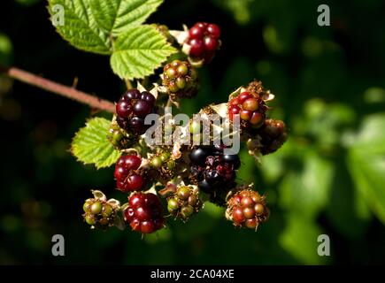 During the summer months the Blackberries ripen in the sunshine in the thickets of bramble canes. The crop of sweet berries will provide food for many Stock Photo