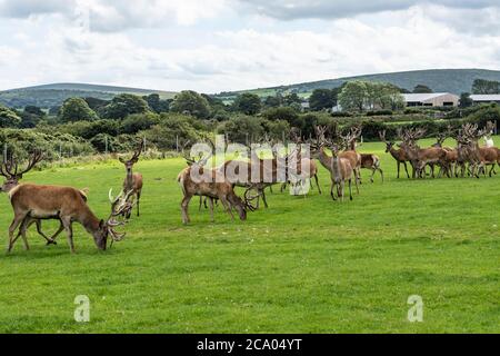 breeding stags Stock Photo