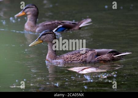 Image of Two healthy female Mallard ducks swimming in daylight on the Grand Union Canal in July. Stock Photo