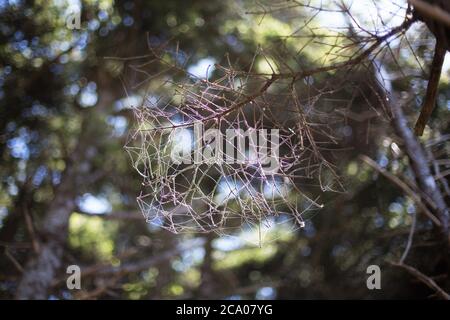 Fine spider webs form an intricate pattern on a branch. Stock Photo
