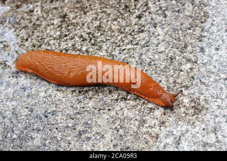 red snail on a wet stone floor Stock Photo - Alamy