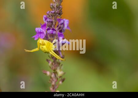 Yellow crab spider (Misumena vatia) on purple flowering plant waiting to  ambush and catch it's prey if lands nearby. Fat body and crab like legs. Stock Photo