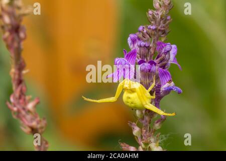 Yellow crab spider (Misumena vatia) on purple flowering plant waiting to  ambush and catch it's prey if lands nearby. Fat body and crab like legs. Stock Photo