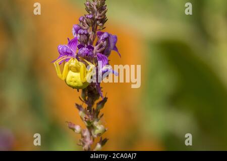 Yellow crab spider (Misumena vatia) on purple flowering plant waiting to  ambush and catch it's prey if lands nearby. Fat body and crab like legs. Stock Photo
