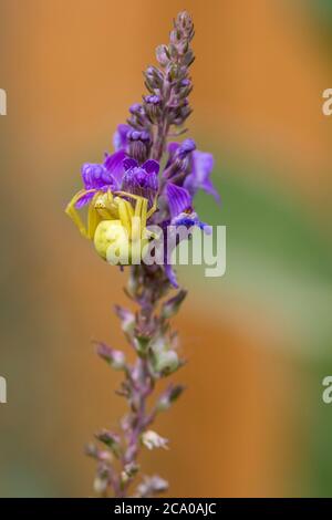 Yellow crab spider (Misumena vatia) on purple flowering plant waiting to  ambush and catch it's prey if lands nearby. Fat body and crab like legs. Stock Photo