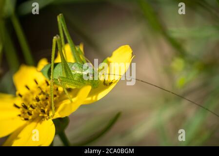 A speckled bush-cricket (Leptophyes punctatissima) on a coleopsis verticillata plant in a garden in Exeter, Devon, UK. Stock Photo