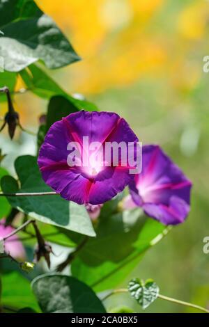 ipomoea tricolour Kniola's Black. Ipomoea purpurea, the common morning-glory, tall morning-glory or purple morning glory, Stock Photo