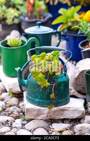 Reused planter ideas. Second-hand kettles, saucepans, old teapots turn into garden flower pots. Recycled garden design and low-waste lifestyle. Stock Photo