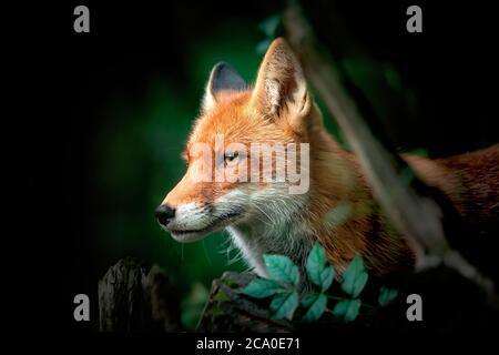 Close up of a Red and White Fox, side view, detail of the head of a fox on the hunt, National geographic, the best photo. Stock Photo