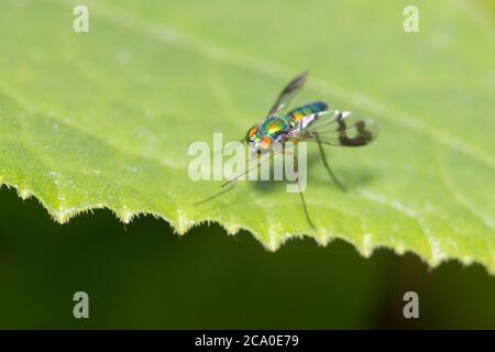 long legged fly (Condylostylus sipho) Stock Photo