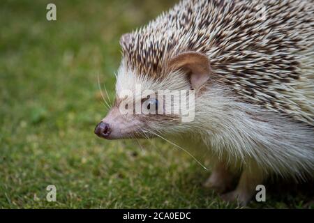 An adorable African white- bellied or four-toed hedgehog playing outside on grass Stock Photo