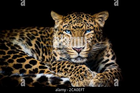 North China leopard Panthera pardus japonensis black backround Zoo. Stock Photo