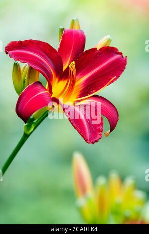 Single scarlet, lily-like flower of Hemerocallis 'Stafford'. Daylily 'Stafford' with out of focus green background Stock Photo