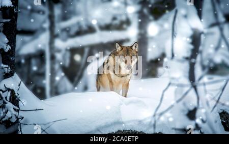 A lone Timber wolf or Grey Wolf Canis lupus walking in the falling winter snow. Stock Photo