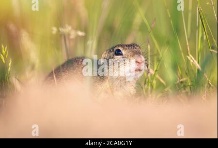 Sysel obecny Spermophilus citellus European ground squirrel Radouc Mlada Boleslav. Stock Photo